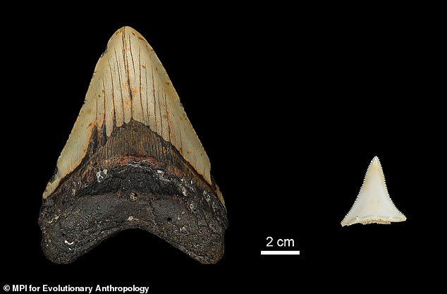 Cá mập trắng có thể đã góp phần đẩy siêu cá mập Megalodon đến diệt vong - Ảnh 2. Cá mập trắng có thể đã góp phần đẩy siêu cá mập Megalodon đến diệt vong - Ảnh 2.
