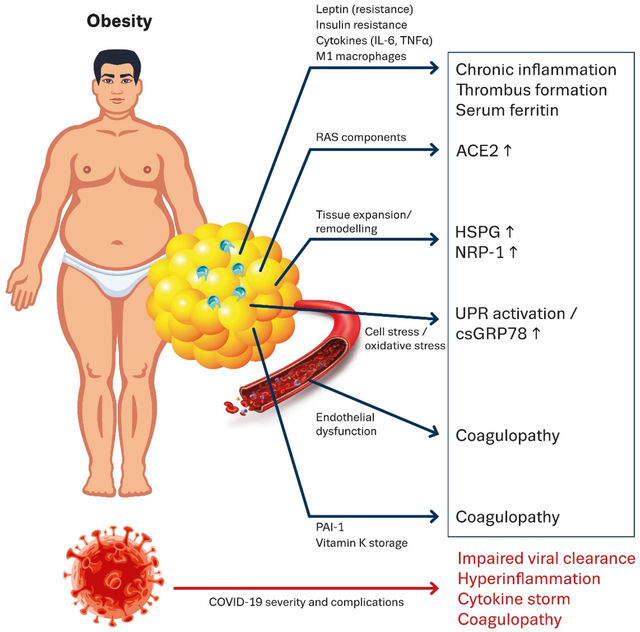 Phát hiện kỳ lạ về COVID-19: Khi virus &quot;hack&quot; vào hệ thống chuyển hóa của cơ thể, chúng sẽ vỗ béo loài người - Ảnh 4.