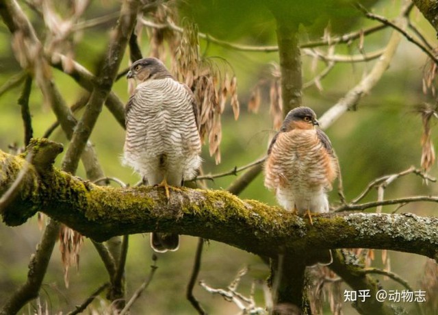 Tại sao với mãnh thú, con đực luôn to hơn con cái còn ở các loài chim ăn thịt thì con mái lúc nào cũng to hơn con trống? - Ảnh 6.