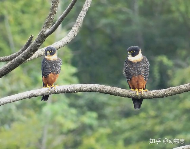 Tại sao với mãnh thú, con đực luôn to hơn con cái còn ở các loài chim ăn thịt thì con mái lúc nào cũng to hơn con trống? - Ảnh 2.