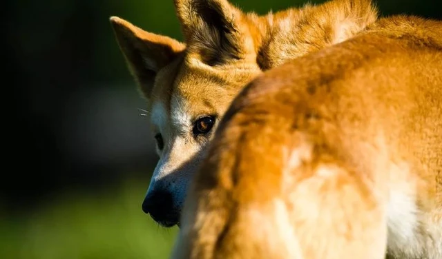 Dingo - Loài động vật kiên cường nhất trong thiên nhiên hoang dã của Châu Úc! - Ảnh 12.