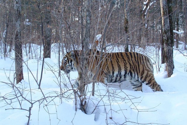 Nội địa của Siberia có gì đáng sợ như vậy, tại sao ngay cả những con hổ ở Siberia cũng ngại vào sâu? - Ảnh 2.