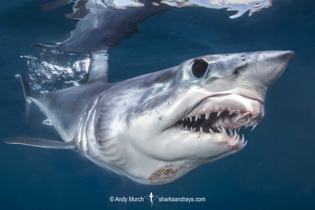 Bảy tử thần của loài cá mập: Cá mập trắng lớn tấn công con người nhiều nhất - Ảnh 7.