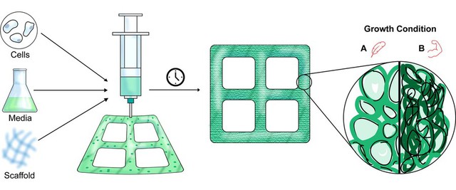 Bê tông và thịt đã là gì? Sắp tới gỗ cũng có thể in 3D - Ảnh 2.