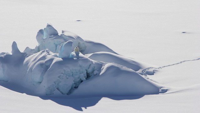 Khi Bắc Cực không còn băng: Đây sẽ là số phận của những con gấu trắng cuối cùng - Ảnh 6.