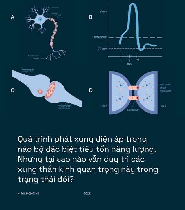 Khi bạn đói, não bộ có thể bật &quot;chế độ tiết kiệm pin&quot; và giảm độ phân giải thị giác của bạn xuống - Ảnh 7.