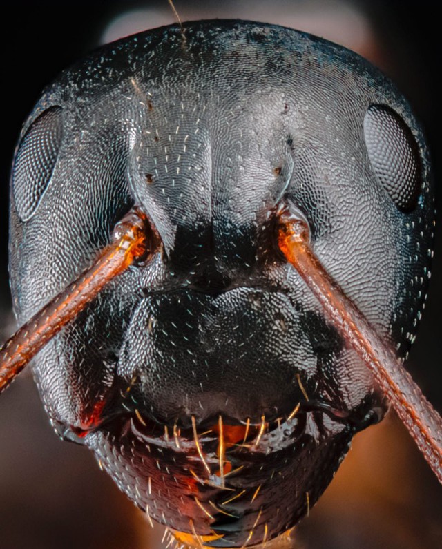 Bộ ảnh macro biến những con kiến bé nhỏ thành quái vật - Ảnh 1.