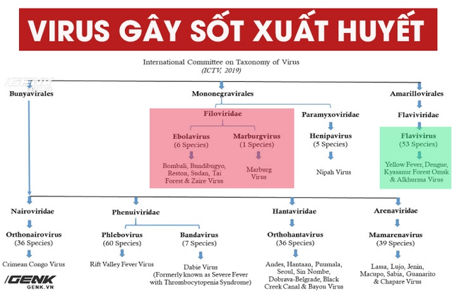 Bùng phát virus Marburg: Một chủng sốt xuất huyết kịch độc, người nhiễm &quot;trông giống như thây ma&quot; - Ảnh 3.