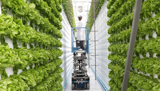 Dubai xây &quot;nhà máy&quot; trồng rau trên không lớn nhất thế giới, tiết kiệm 95% nước so với rau trồng trên đất - Ảnh 5.