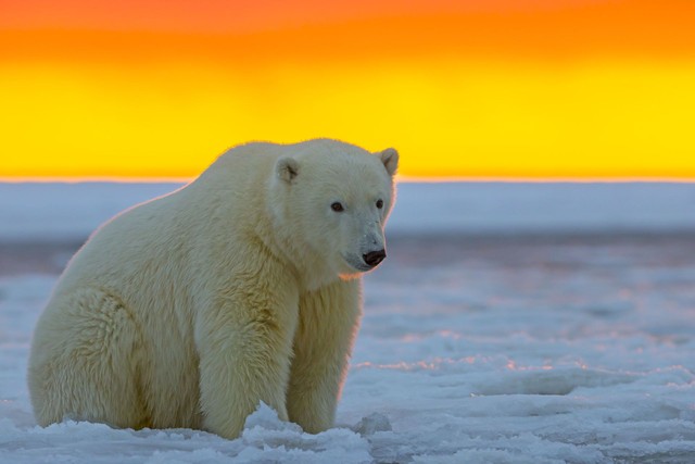 Thiếu lương thực, gấu Bắc Cực phải ăn "pin và tã bẩn" ở bãi rác của con người - Ảnh 1.