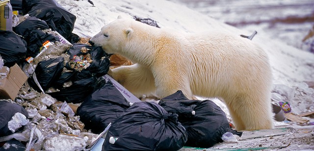 Thiếu lương thực, gấu Bắc Cực phải ăn &quot;pin và tã bẩn&quot; ở bãi rác của con người - Ảnh 2.