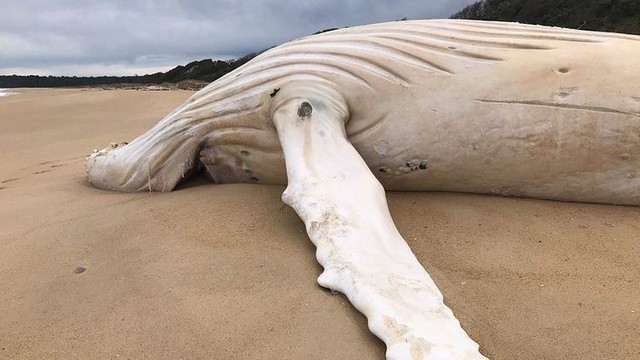Cá voi lưng gù trắng cực hiếm chết dạt vào bãi biển Australia - Ảnh 1.