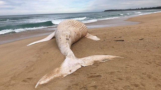 Cá voi lưng gù trắng cực hiếm chết dạt vào bãi biển Australia - Ảnh 2.