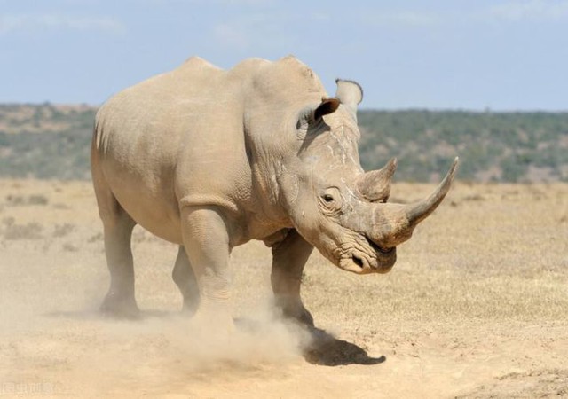 Hóa ra Trung Quốc đã từng tồn tại nhiều loài tê giác hơn cả Châu Phi - Ảnh 2.
