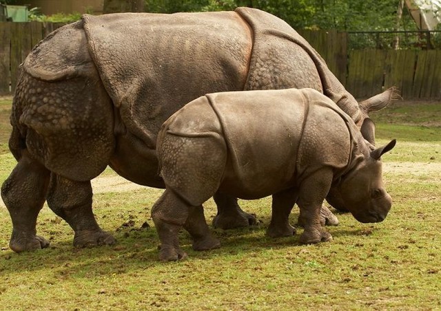 Hóa ra Trung Quốc đã từng tồn tại nhiều loài tê giác hơn cả Châu Phi - Ảnh 7.