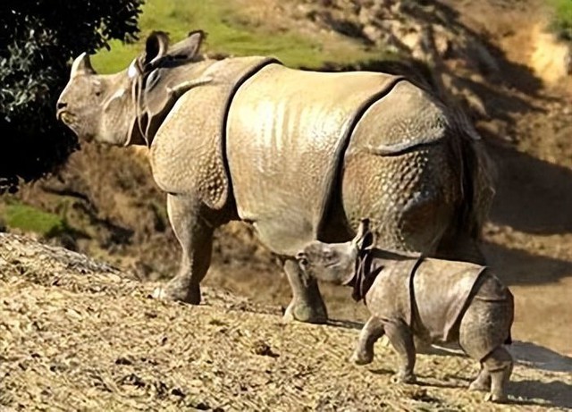 Hóa ra Trung Quốc đã từng tồn tại nhiều loài tê giác hơn cả Châu Phi - Ảnh 10.