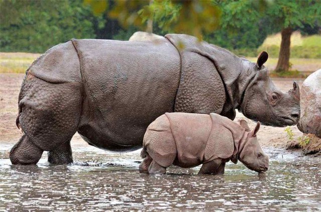 Hóa ra Trung Quốc đã từng tồn tại nhiều loài tê giác hơn cả Châu Phi - Ảnh 4.