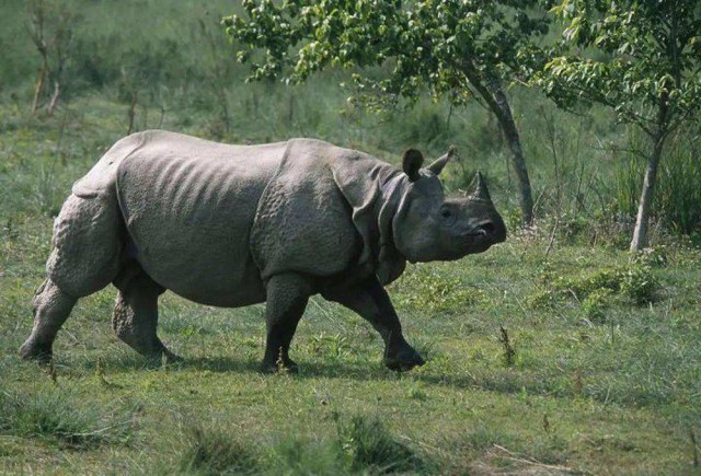 Hóa ra Trung Quốc đã từng tồn tại nhiều loài tê giác hơn cả Châu Phi - Ảnh 5.