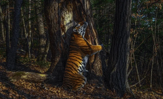 Bộ sưu tập ảnh thiên nhiên của năm: Hổ Sibera ôm cây, chú khỉ chill và con kiến bám lấy bọ cánh cam - Ảnh 1.