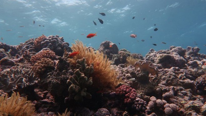 Rạn san hô 500 nghìn năm tuổi Great Barrier đã mất gần một nửa số san hô so với những năm 1990 - Ảnh 3.