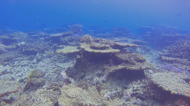 Rạn san hô 500 nghìn năm tuổi Great Barrier đã mất gần một nửa số san hô so với những năm 1990 - Ảnh 2.