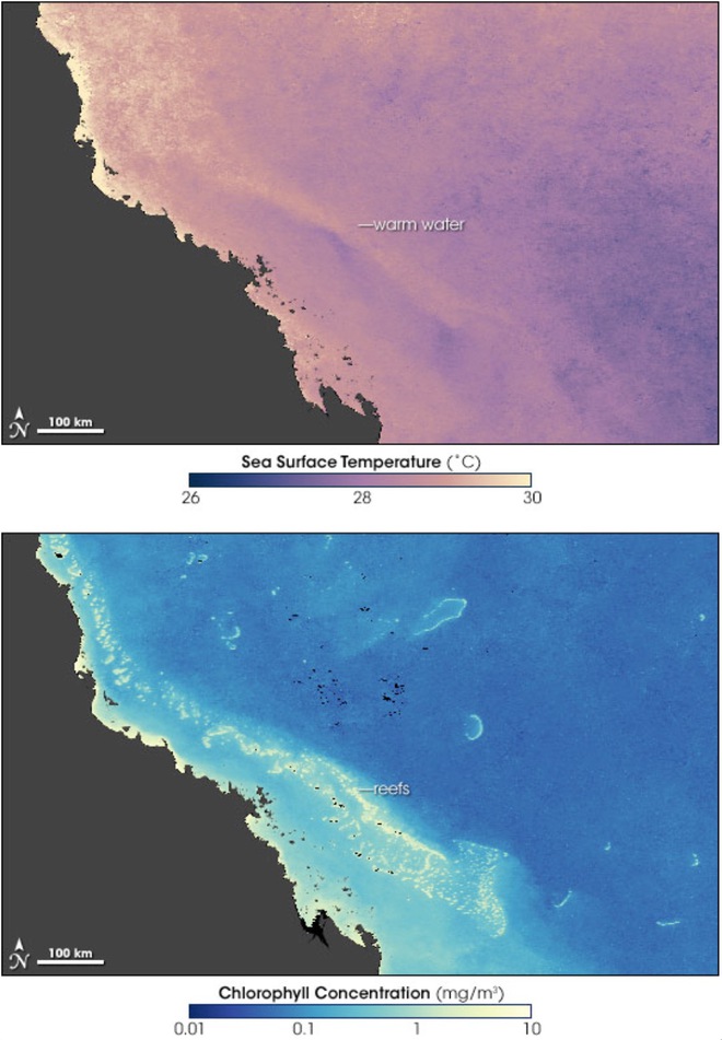 Rạn san hô 500 nghìn năm tuổi Great Barrier đã mất gần một nửa số san hô so với những năm 1990 - Ảnh 4.