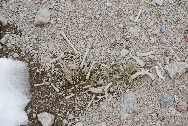 Băng tan ở Nam Cực làm lộ ra xác ướp 800 năm tuổi vẫn còn nguyên vẹn của chim cánh cụt  - Ảnh 3.