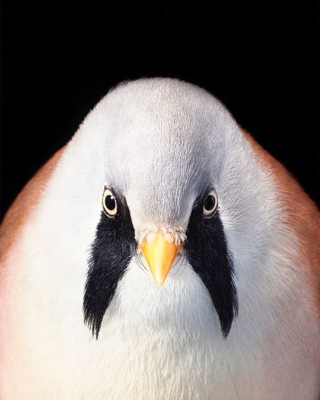 Chân dung các loài chim quý hiếm, tuy đơn giản nhưng lại tuyệt đẹp - Ảnh 22.