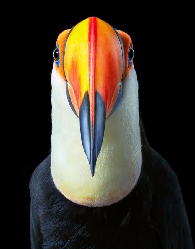 Chân dung các loài chim quý hiếm, tuy đơn giản nhưng lại tuyệt đẹp - Ảnh 14.