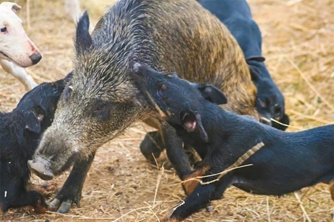 Người Đức không chỉ giỏi chế tạo máy móc mà họ còn có thể tạo ra được một loài siêu chó săn - Jagdterrier - Ảnh 4.