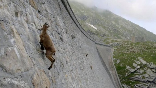 Alpine Ibex: Bất chấp các vấn đề về trọng lực, loài động vật này vẫn có thể leo lên các bức tường thẳng đứng - Ảnh 4.