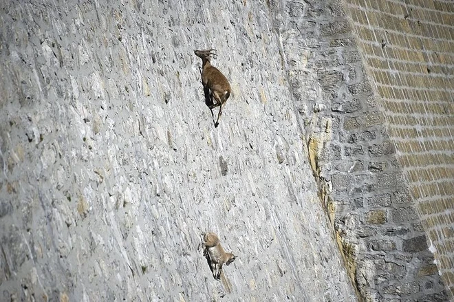 Alpine Ibex: Bất chấp các vấn đề về trọng lực, loài động vật này vẫn có thể leo lên các bức tường thẳng đứng - Ảnh 2.