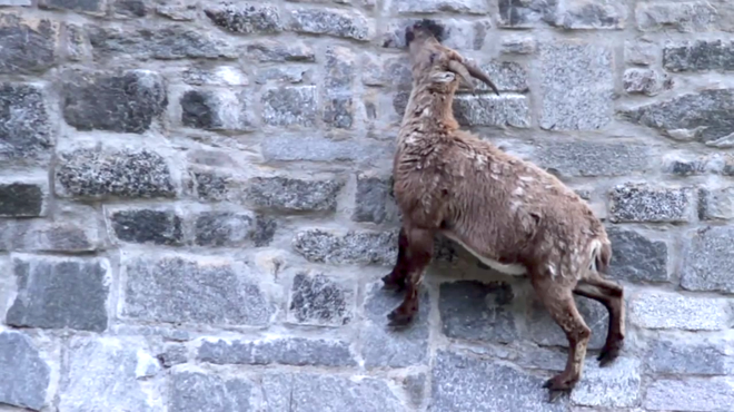 Alpine Ibex: Bất chấp các vấn đề về trọng lực, loài động vật này vẫn có thể leo lên các bức tường thẳng đứng - Ảnh 8.