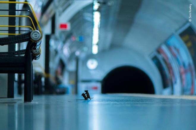 Chuột đánh nhau dưới tàu điện ngầm độc đáo trở thành bức ảnh Động vật hoang dã của năm - Ảnh 1.