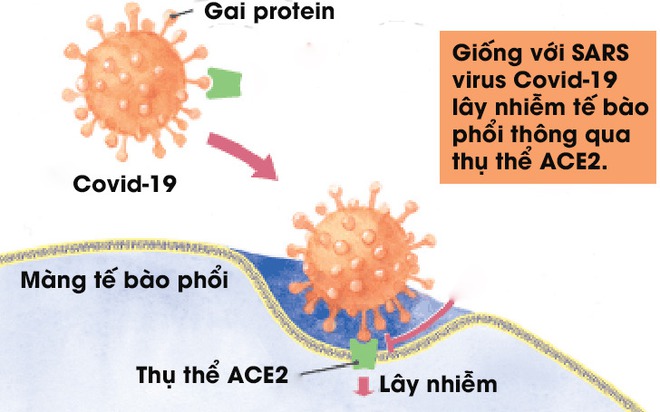 [Infographic] Đây là cách virus Covid-19 tàn phá cơ thể người - Ảnh 3.