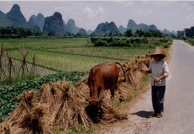 Trung Quốc đang nỗ lực xóa bỏ những khu chợ ẩm ướt để hạn chế tối đa dịch bệnh như thế nào? - Ảnh 11.