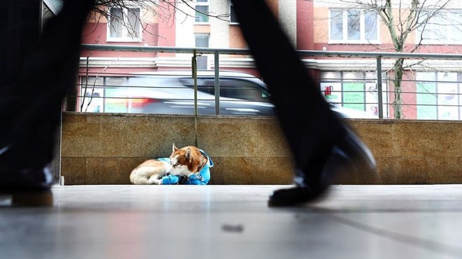 Câu chuyện về chú chó Hachiko của nước Nga: Chờ đợi người chủ tan làm mỗi ngày để về cùng nhau - Ảnh 3.