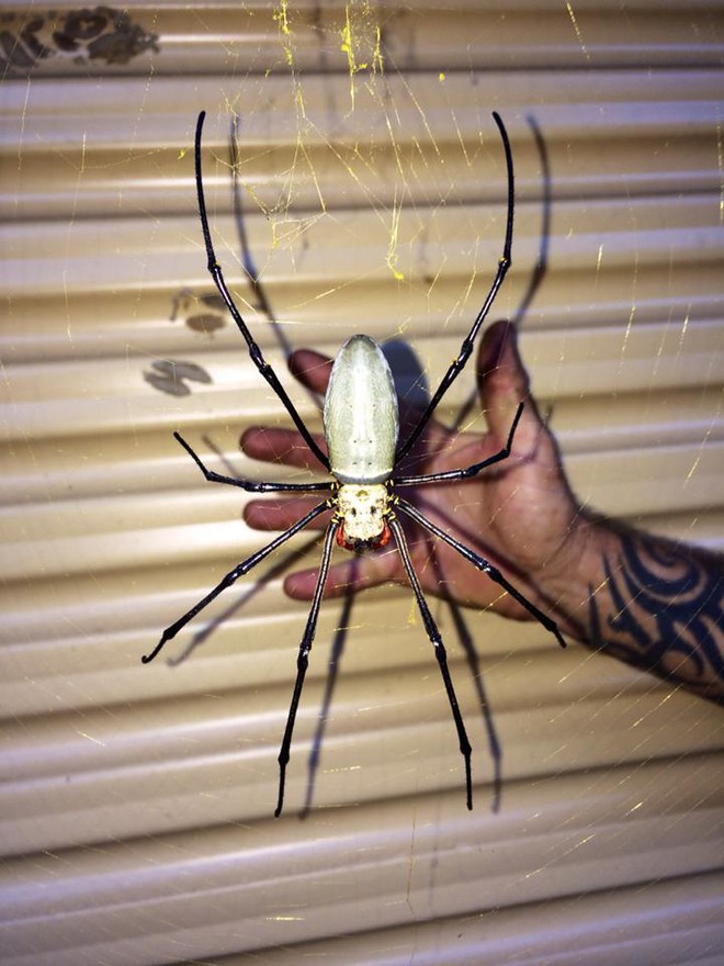 Lại là nước Úc kì diệu: Loài nhện siêu to khổng lồ với kích thước lớn hơn bàn tay người trưởng thành, có thể ăn cả dơi và chim - Ảnh 1.