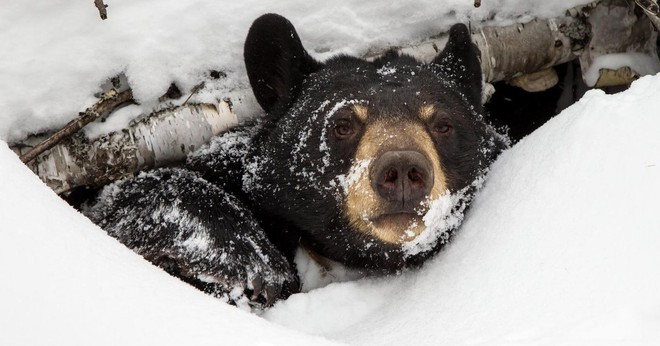 Biến đổi khí hậu nghiêm trọng đến nỗi gấu đang ngủ đông chợt tỉnh dậy sớm cả 2 tháng - Ảnh 2.