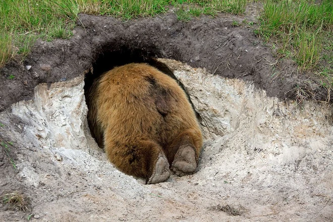 Biến đổi khí hậu nghiêm trọng đến nỗi gấu đang ngủ đông chợt tỉnh dậy sớm cả 2 tháng - Ảnh 3.