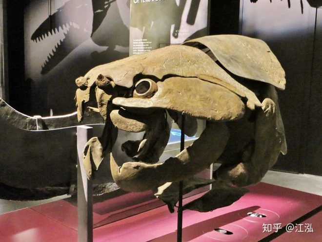 Loài cá Dunkleosteus: kẻ hủy diệt của kỷ Devon - Ảnh 9.