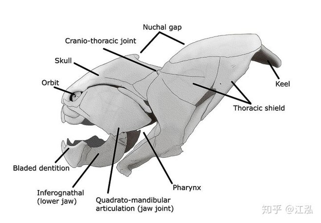 Loài cá Dunkleosteus: kẻ hủy diệt của kỷ Devon - Ảnh 6.