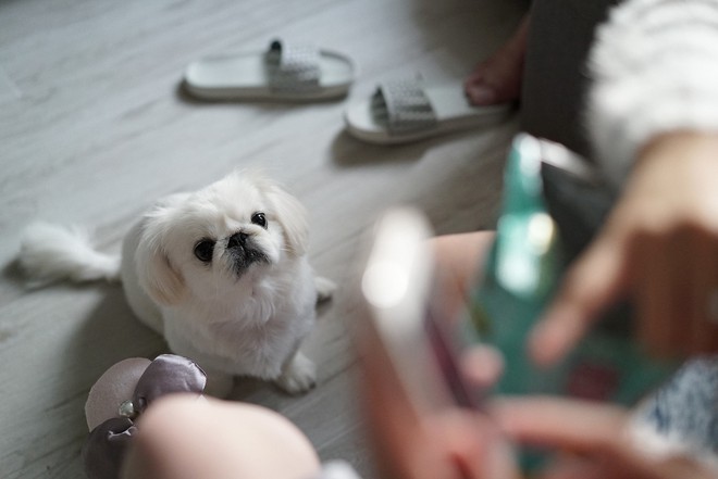 Chuyên gia khẳng định thú cưng không thể nhiễm Covid-19, vậy lý do một chú chó ở Hồng Kông dương tính với virus là gì? - Ảnh 6.