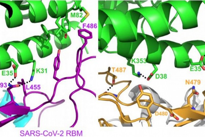 Phát hiện cấu trúc lạ trên gai protein SARS-CoV-2 là yếu điểm cho các nhà khoa học sản xuất thuốc và vắc-xin chống lại nó - Ảnh 1.