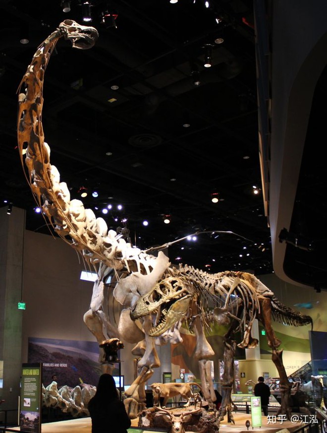 Nghiên cứu mới cho thấy người anh em của khủng long Velociraptor tại Bắc Mỹ có tổ tiên bắt nguồn từ Châu Á - Ảnh 11.