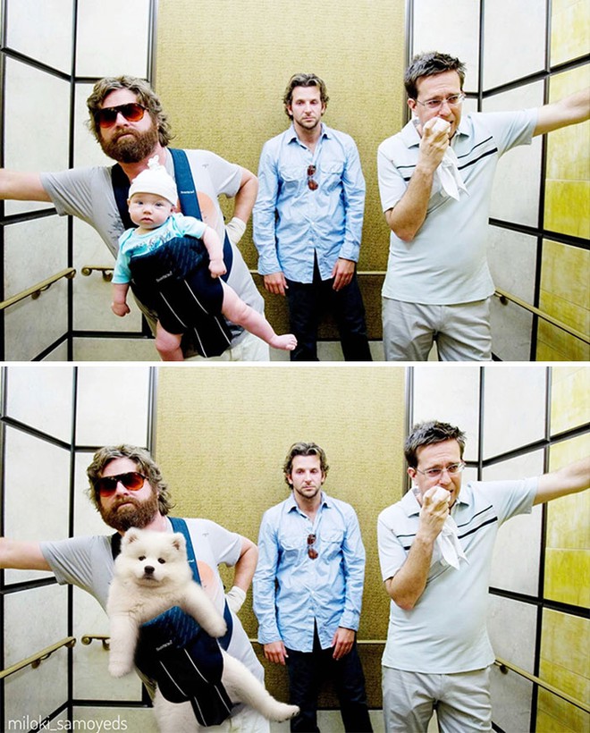 Chủ có tâm, quyết định dùng thời gian rảnh để chế ảnh chú chó của mình vào những bộ phim nổi tiếng - Ảnh 1.