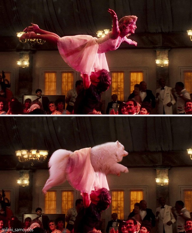 Chủ có tâm, quyết định dùng thời gian rảnh để chế ảnh chú chó của mình vào những bộ phim nổi tiếng - Ảnh 9.