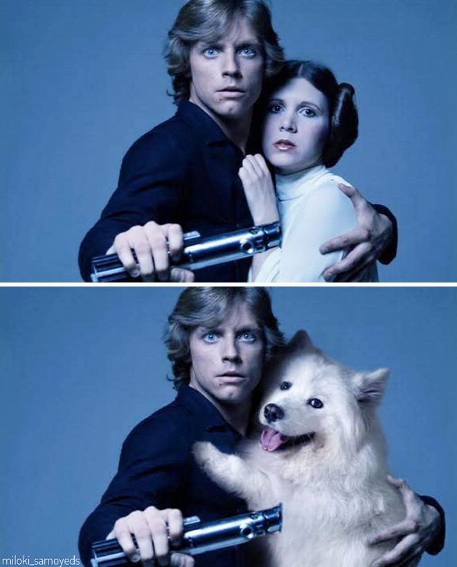 Chủ có tâm, quyết định dùng thời gian rảnh để chế ảnh chú chó của mình vào những bộ phim nổi tiếng - Ảnh 10.