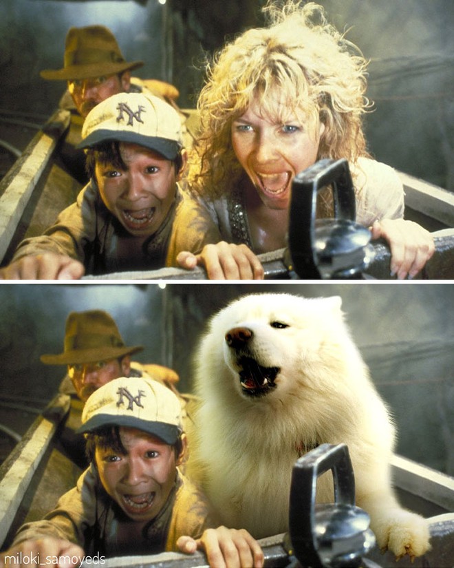 Chủ có tâm, quyết định dùng thời gian rảnh để chế ảnh chú chó của mình vào những bộ phim nổi tiếng - Ảnh 5.