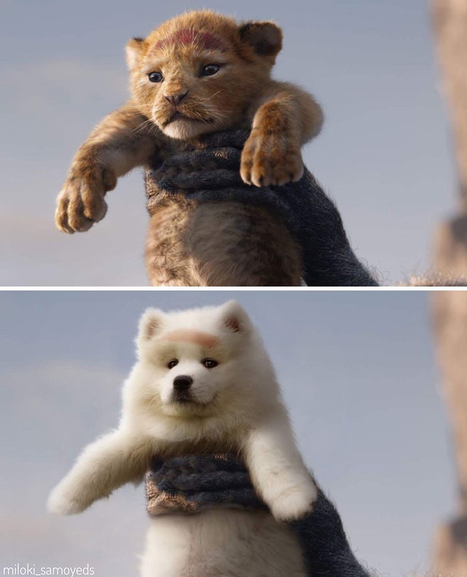 Chủ có tâm, quyết định dùng thời gian rảnh để chế ảnh chú chó của mình vào những bộ phim nổi tiếng - Ảnh 6.